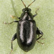 Phyllotreta atra