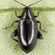 Phyllotreta consobrina