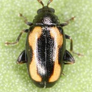 Phyllotreta striolata