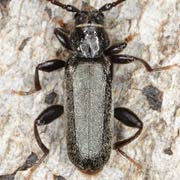 Phymatodes pusillus