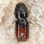 Pityogenes chalcographus