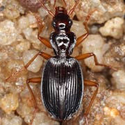 Platynus scrobiculatus