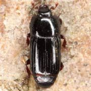 Platysoma angustatum