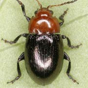Podagrica fuscipes