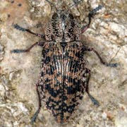 Poecilonota variolosa