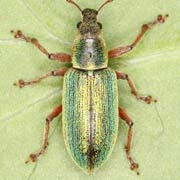 Polydrusus impar