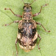 Polydrusus sparsus