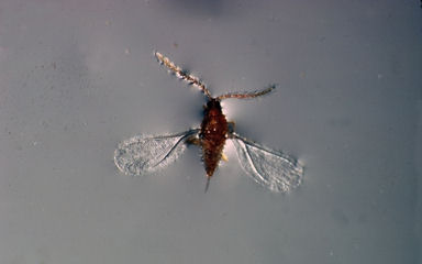 Pseudaulacaspis pentagona Targioni