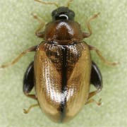 Psylliodes affinis