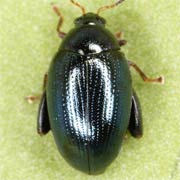 Psylliodes chalcomerus