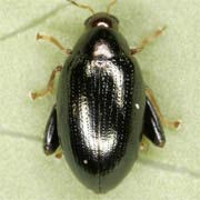 Psylliodes chrysocephalus