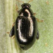 Psylliodes instabilis