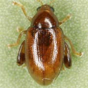 Psylliodes picinus