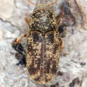 Pteleobius kraatzi