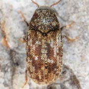 Pteleobius vittatus