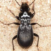 Pterostichus fasciatopunctatus