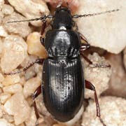 Pterostichus kokeilii