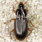 Pterostichus longicollis