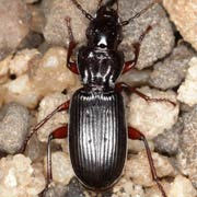 Pterostichus macer