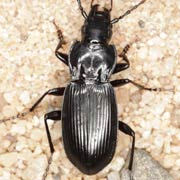 Pterostichus panzeri