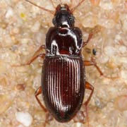 Pterostichus subsinuatus