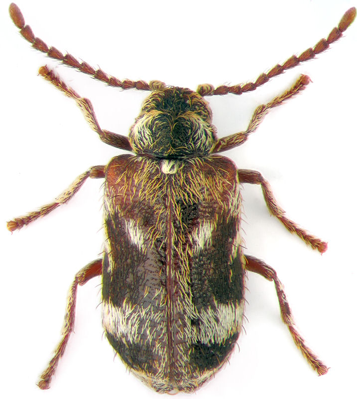 Ptinomorphus rosti Pic