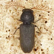 Ptinus fuscus