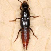 Quedius truncicola