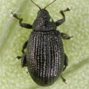 Rhamphus subaeneus