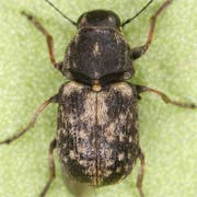 Rhaphitropis oxyacanthae