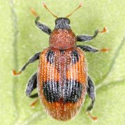 Rhynchaenus alni