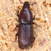 Rhyncolus reflexus