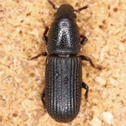 Rhyncolus sculpturatus