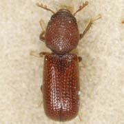 Rhyzopertha dominica
