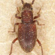 Ropalocerus rondanii