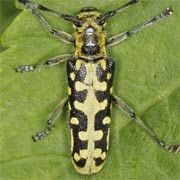 Saperda scalaris