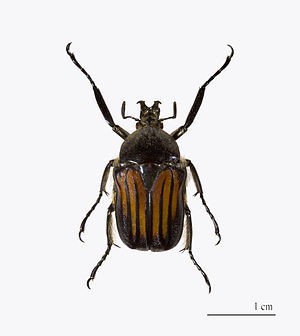 Scarabaeidae