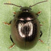 Sclerophaedon orbicularis