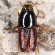 Scolytus multistriatus