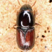 Scolytus pygmaeus