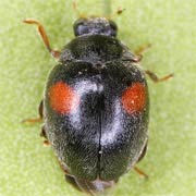 Scymnus apetzi