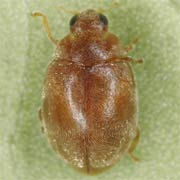 Scymnus impexus