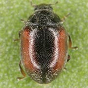 Scymnus limbatus