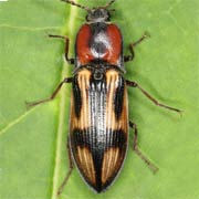Selatosomus cruciatus