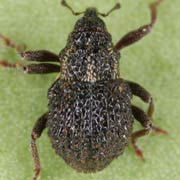 Seleropterus serratus