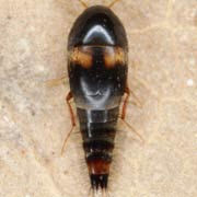 Sepedophilus bipustulatus