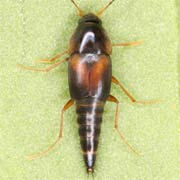 Sepedophilus littoreus