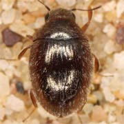 Simplocaria semistriata