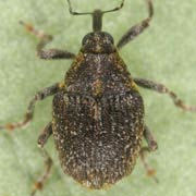 Sirocalodes mixtus