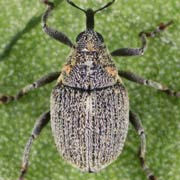 Sirocalodes nigrinus